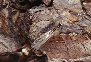 Hatching Prints: Snake-fly - newly emerged
