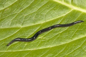 Images Dated 8th July 2005: Snake-headed Flatworm (3 cm in length) Terrestrial species Phylum Platyhelminthes Probably native