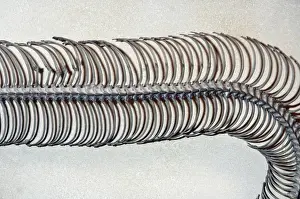 Snake ribs