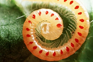 <b class=qtipBold><figcaption>Snake-Spotted Millipede</figcaption></b><br>SPH-1421 Snake-Spotted Millipede UK Blaniulus guttulatus Lives mainly in cultivated soil and is a pest of potatoes Steve Hopkin Please note that prints are for personal display purposes only and may not be reproduced in any way.<br><em>© Ardea - wildlife pets environment 2008 - All Rights Reserved</em> Snake-Spotted Millipede