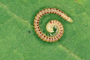 Images Dated 2nd October 2012: Snake-spotted Millipede - UK