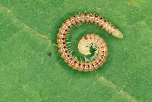 Pest Prints: Snake-spotted Millipede - UK