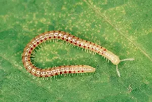 Snake-spotted Millipede - UK