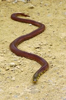 Images Dated 31st August 2007: A snake (unidentified) on a road to Borneo Rainforest Lodge in a rainforest of river Danum valley