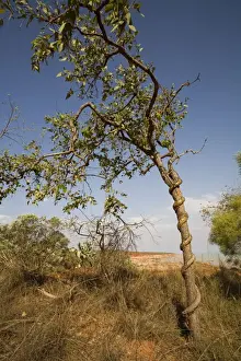Snake Vine Growing on tree near Broome Bird Observatory, Crab Creek Road, Broome Western Australia