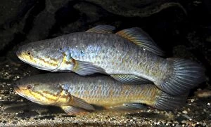 Images Dated 24th July 2012: Snakehead Gudgeon