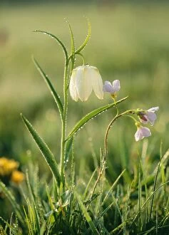 Images Dated 30th April 2004: Snake's-head Fritillaries Also Cuckoo flower, frosty morning, Wiltshire, UK