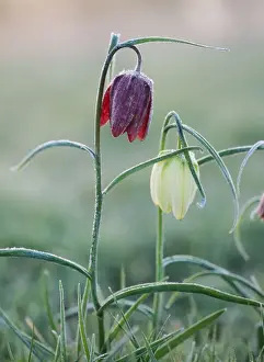 Fritillary Prints: Snake's-head Fritillaries Frosty morning, Wiltshire, UK