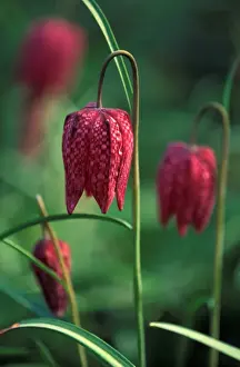 Snake's head Fritillary / Chequered Lily / Guinea / Hen Flower / April West Sussex garden, UK