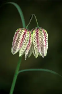 Snake's head Fritillary / Chequered Lily / Guinea / Hen Flower - An unusual colour mix of the more common pinkish purple and Alba pure white - April West Sussex Garden, UK