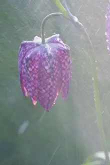 Kilbey Prints: Snake's-head Fritillary - Close up of flower head in the rain. Wiltshire, England