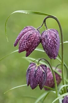 Images Dated 1st April 2009: Snake's-head Fritillary - close up of flower heads with rain drops. Wiltshire, England