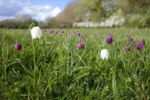 Snake's-head Fritillary - in meadow full of flowers - Wiltshire - England - UK