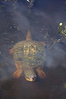 Images Dated 28th September 2014: Snapping Turtle