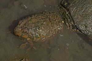 Images Dated 21st September 2014: Snapping Turtle