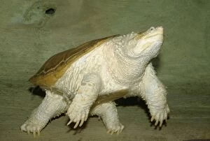 Albino Gallery: Snapping Turtle