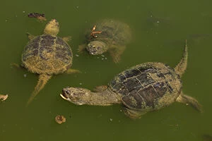 Chelydra Gallery: Snapping turtle, Chelydra serpentina, Maryland