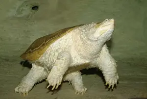 Central America Prints: Snapping Turtle KFO 1281 Albino