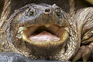 Images Dated 30th May 2011: Snapping Turtle - Male