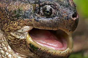 Snapping Prints: Snapping Turtle - Male - found in Eastern US and South eastern Canada to Rocky mountains - Omnivourous - New York