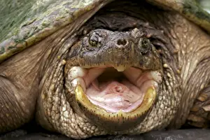 Snapping Turtle - Male - found in Eastern US and South eastern Canada to Rocky mountains - Omnivourous - New York
