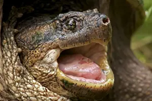 Snapping Turtle - Male - found in Eastern US and South eastern Canada to Rocky mountains - Omnivourous - New York