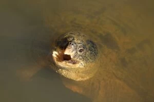 Snapping turtle, Maryland, feeding on surface