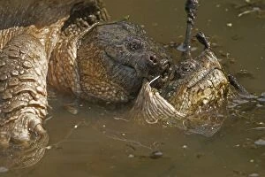 Chelydra Gallery: Snapping Turtle mating