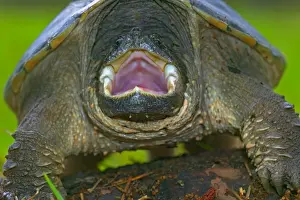 Stand Out Prints: Snapping Turtle - New York