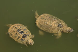Chelydra Gallery: Snapping turtle(s), Chelydra serpentina, Maryland