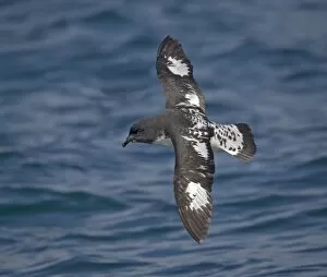 Images Dated 18th January 2005: Snares Cape pigeon (or cape petrel) off South Island, New Zealand. In flight