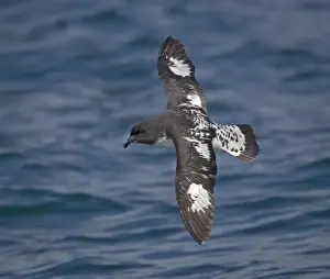 Snares Cape pigeon (or cape petrel) off South Island, New Zealand. In flight