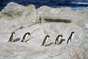Snares Crested Penguin - marching inland to moult