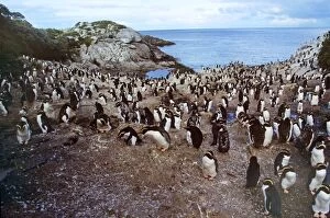 Snares Crested Penguin - moulting