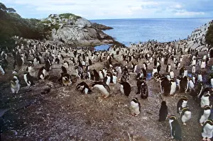Snares Crested Penguin - moulting Snares Island, New Zealand