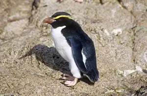 New Zealand Prints: Snares Crested Penguin Snares Island, New Zealand