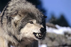 Snarling Gray or Timber Wolf(Canis Lupus)