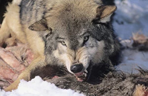 Images Dated 26th October 2009: Snarling Gray or Timber Wolf(Canis Lupus)
