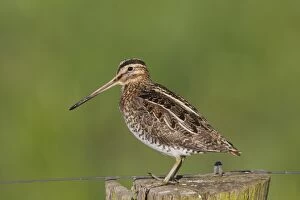 Images Dated 2nd May 2015: Snipe adult perched on fence post