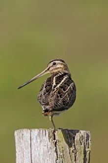 Images Dated 2nd May 2015: Snipe adult perched on fence post