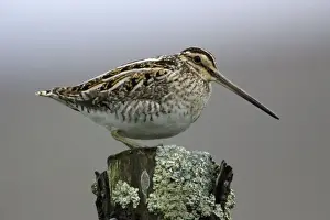 Snipes Prints: Snipe - Adult perched on fence post Northumberland, England