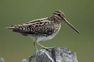 Snipes Prints: Snipe - Adult perched on stone wall Northumberland, England