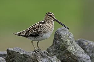 Snipe - calling from stone wall