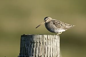 Images Dated 8th June 2009: Snipe - on fence post