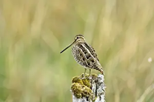 Snipes Prints: Snipe - On fence post - Mull - Scotland