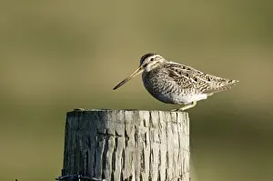 Snipes Prints: Snipe - on fence post - North Uist - Outer Hebrides