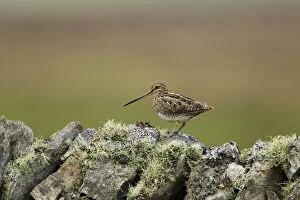 Images Dated 11th June 2012: Snipe - on lichen covered drystone wall