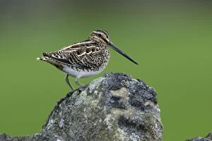Images Dated 16th May 2006: Snipe-perched on stone wall, Northumberland UK