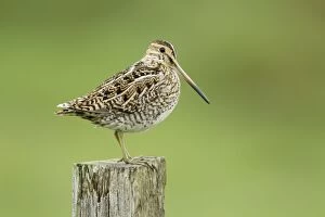Images Dated 17th June 2014: Snipe - on post