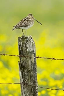Images Dated 17th June 2014: Snipe - on post with buttercup meadow in background